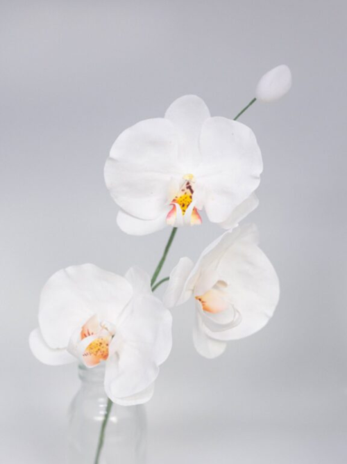 Phal Orchid finish
