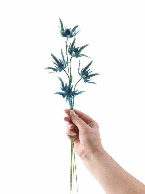SugarSeaHolly.jpg